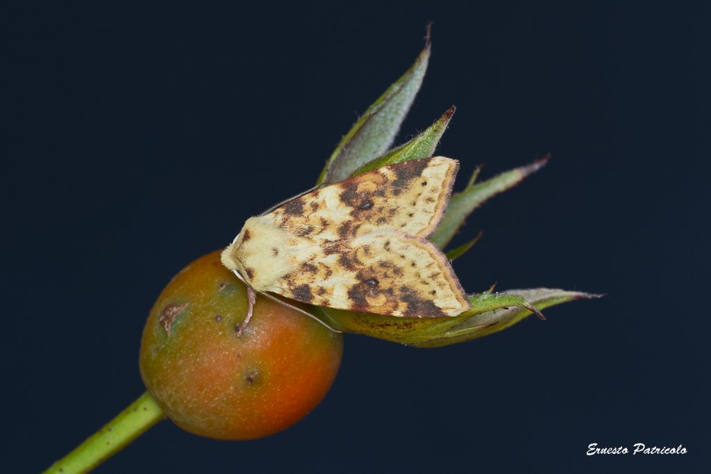 Xanthia icteritia (Noctuidae)